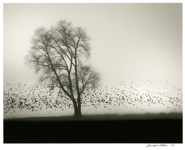 Flock in the Mist